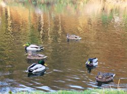 cygnes canards 11