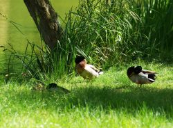 cygnes canards 12