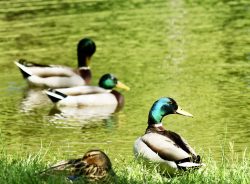 cygnes canards 13