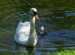 cygnes canards 17