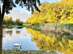 cygnes canards 18