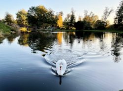 cygnes canards 20