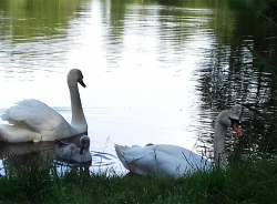 cygnes canards 9